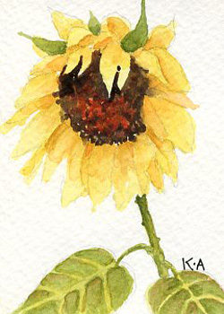 Solo Sunflower Karolyn Alexander Whitewater WI watercolor   SOLD